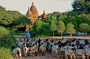 Cycling around Bagan